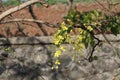 Blossomed golden shower tree or Kanikonna in Malayalam