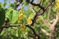 Blossomed golden shower tree or Kanikonna in Malayalam