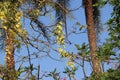 Blossomed golden shower tree or Kanikonna in Malayalam