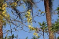 Blossomed golden shower tree or Kanikonna in Malayalam