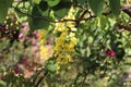 Blossomed golden shower tree or Kanikonna in Malayalam