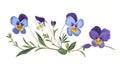 Blossomed heartsease, wildflower branch. Wild pansy, field flower. Viola tricolor, floral plant. Oval flat modern