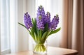Blossomed hyacinth, spring flowers bunch, purple bouquet in water, glass vase on wood desk at window Royalty Free Stock Photo