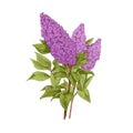 Blossomed lilac bouquet. Purple Syringa branches, retro detailed botanical drawing. Blooming garden plant with spring