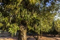 Blossomed in a macadamia orchard Macadamia integrifolia