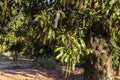 Blossomed in a macadamia orchard Macadamia integrifolia