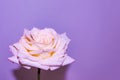A blossomed, open rose, delicate color on a lilac background with a shadow.