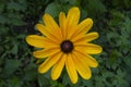 Blossomed open yellow flower in a green garden