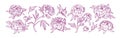 Blossomed peony flowers set. Floral plants, Japanese gorgeous blooms, retro drawings. Beautiful Japan oriental buds