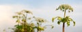 Blossomed poisonous plant Giant Hogweed in the field. Known as Heracleum or Cow Parsnip. Juice of this dangerous plant forming Royalty Free Stock Photo