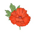 Blossomed poppy flower with red petals and leaf. Remembrance papaver with blooming bud. Showy wildflower in retro style