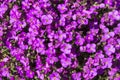 Blossomed purple Trailing Lobelia flowers /Lobelia Erinus Sapphire/ or edging Lobelia in a spring day.