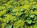 Blossomed shrub of Alchemilla mollis, the garden lady\'s-mantle or lady\'s-mantle Royalty Free Stock Photo