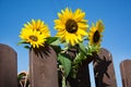 Blossomed sunflower with bees