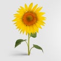 A blossomed sunflower with golden petals, standing on a green stem with leaves, harvest object for organic products from seeds