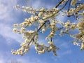 Blossomed tree branch with white blossoms and a bright blue sky