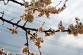 Blossomed tree in city