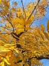 Blossomed tree with golden leaves
