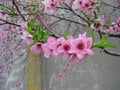 Blossomed tree with pink blossoms and green leaves