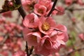 Blossomed tree sprig