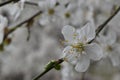 Blossomed tree sprig