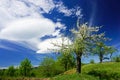 Blossomed tree in the spring