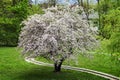 Blossomed tree