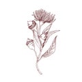 Blossomed and unblown buds of eucalyptus flower drawn in retro style. Drawing of blooming floral element. Vintage