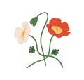 Blossomed and unblown buds of red and white poppy flowers on stems. Elegant floral plants. Colorful flat vector