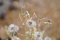 Blossomed wild flower with her seed stems in the middle of a meadow