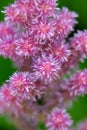 Blossomed wild plant in pink color, note shallow depth of field