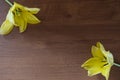Blossomed yellow tulips on wooden background. Copy space