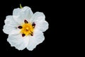 Blossomig Gum rockrose cistus ladanifer in the countryside from Alentejo in Portugal Royalty Free Stock Photo