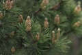 Blossomin pine tree closeup photo