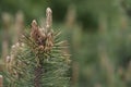 Blossomin pine tree closeup photo