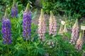 Blossomin pink and blue lupine flowers on spring day