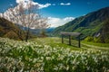 Blossoming abundance daffodils on the meadows in Slovenia Royalty Free Stock Photo