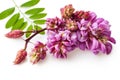 Blossoming acacia branch. Pink flowers on a white background