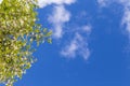 The blossoming acacia branches against the background of the blu