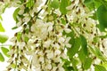 Blossoming acacia with leaves