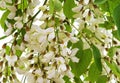 Blossoming acacia with leaves