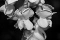 Blossoming acacia tree flowers, in black and white. Macro