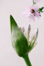 Blossoming african lily bud an mauve flower