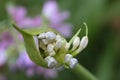 Blossoming african lily bud in nature
