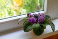 Blossoming african violet flower saintpulia on windowsill home.Close up
