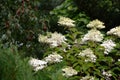 Hydrangea before a pear.