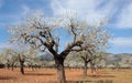 Blossoming almon tree field