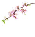 Blossoming Almond branch isolated on white background