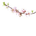 Blossoming Almond branch isolated on white background