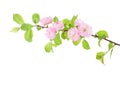 Blossoming Almond branch isolated on white background. Prunus triloba